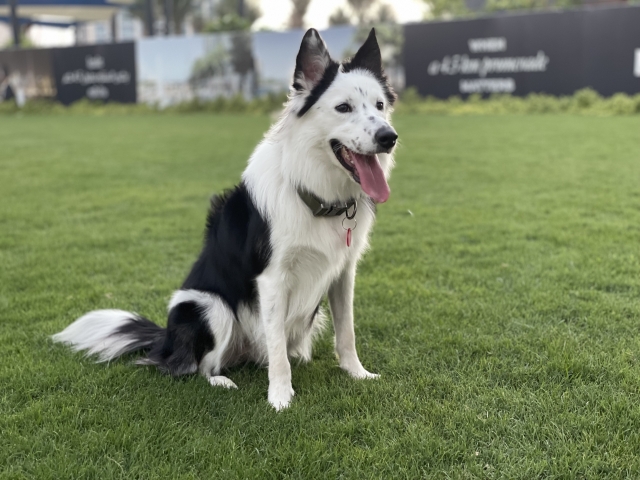 犬